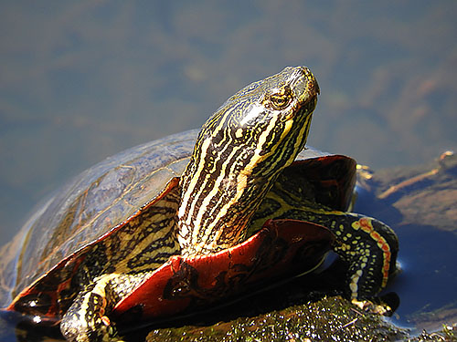Turtle, Steigerwald Wildlife Refuge
