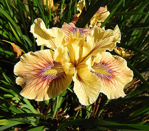 Iris, Lacamas Lake