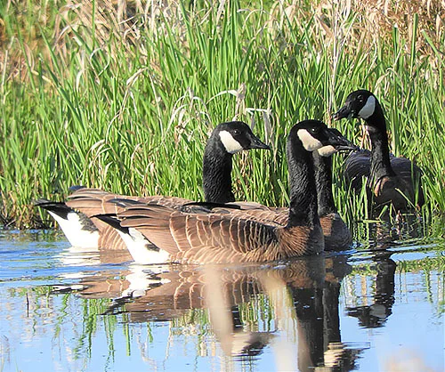Canada Geese, Steigerwald Wildlife Refuge