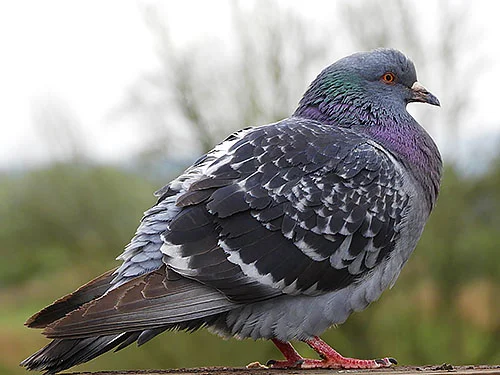 Rock Pigeon, Ridgefield Wildlife Refuge