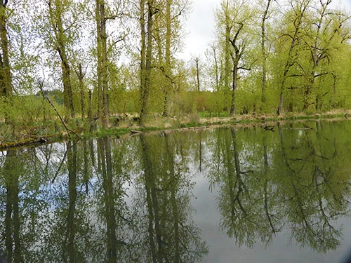 Tree Reflection, Red Tail Lake