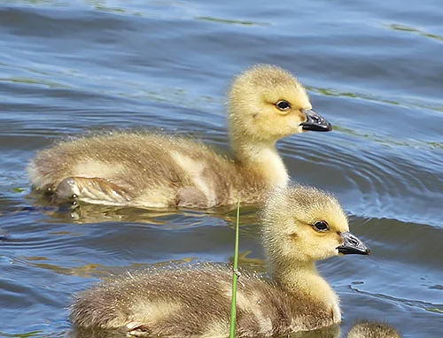 Goslings, Ridgefield Wildlife Refuge