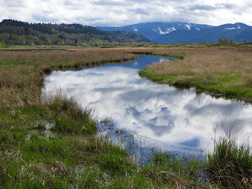 Stream, Steigerwald Wildlife Refuge