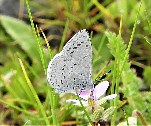 Skipper Butterfly, Columbia River Gorge