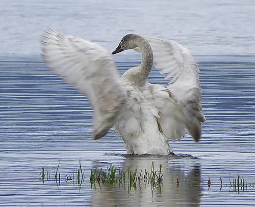 Tundra Swan, Steigerwald Wildlife Refuge