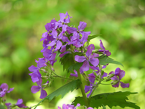 Wildflowers, Lewisville Park
