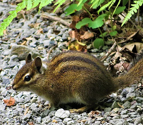 Chipmunk, Tualatin Hills Nature Park