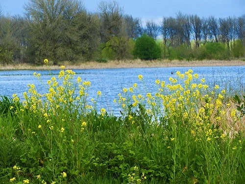 Wetlands, Ridgefield Wildlife Refuge