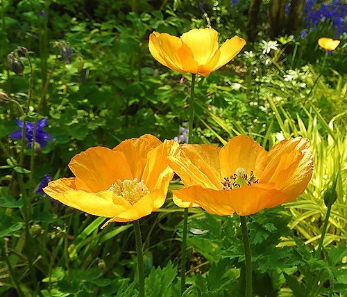 Poppies, Elk Rock Garden