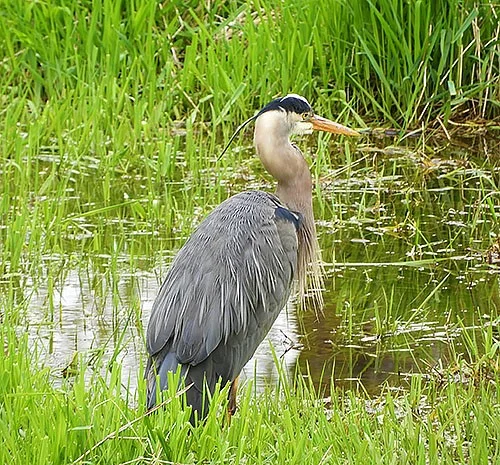 Heron, Ridgefield Wildlife Refuge