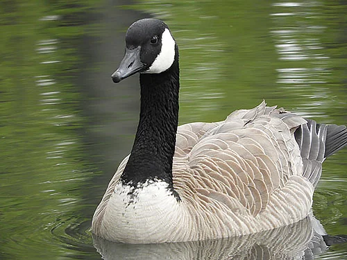 Canada Goose, Steigerwald Wildlife Refuge
