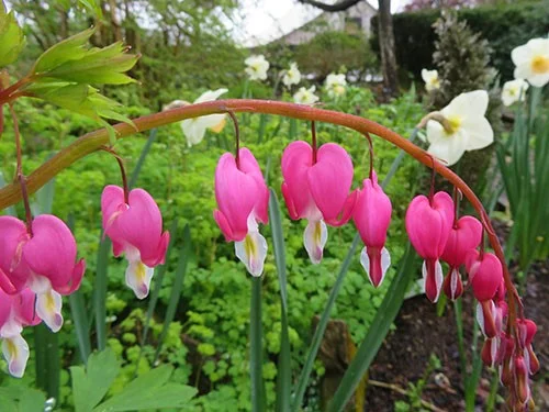 Bleeding Hearts, Wildlife Botanical Garden