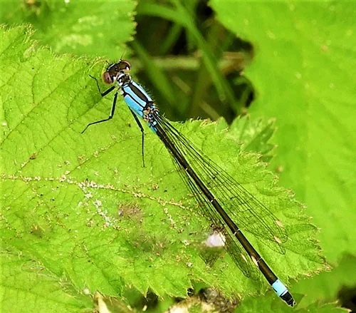 Damsel, Lacamas Lake
