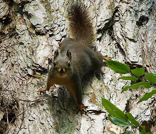 Douglas Squirrel, Lewisville Park