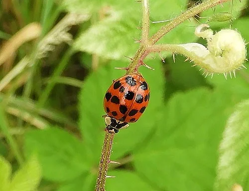 Lady Bug, Ridgefield Wildlife Refuge