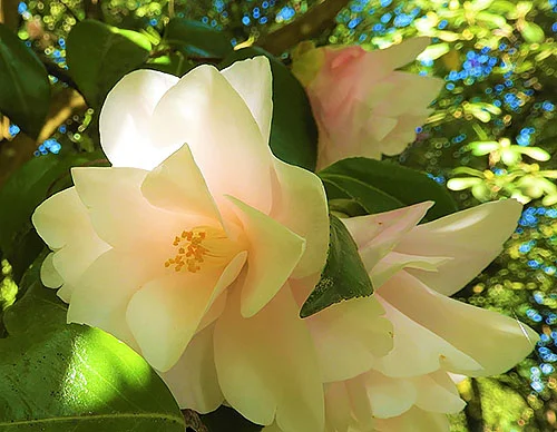 Camellia, Elk Rock Garden