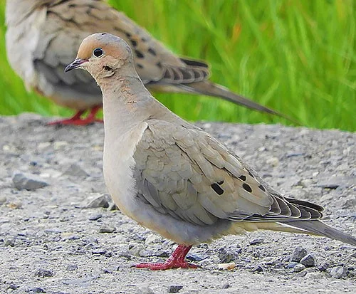 Mourning Dove, Ridgefield Wildlife Refuge