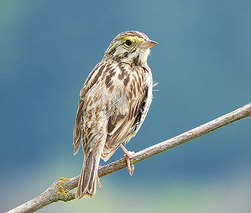 Savannah Sparrow, Ridgefield Wildlife Refuge