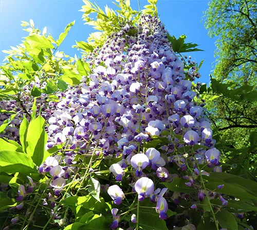 Wisteria, Elk Rock Garden