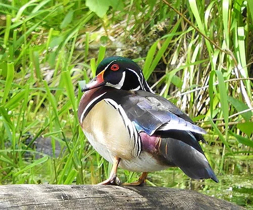 Wood Duck, Ridgefield Wildlife Refuge