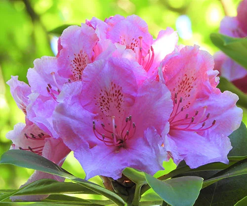 Rhododendron, Portree, Isle of Skye