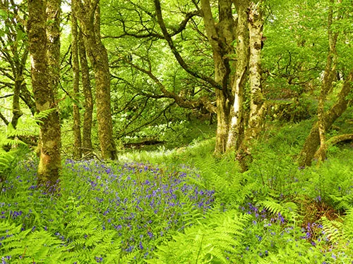 Woodland Forest, Dunvegan Castle, Isle of Skye