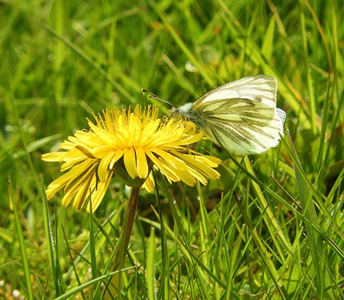 Butterfly, St. Columba's Isle, Isle of Skye