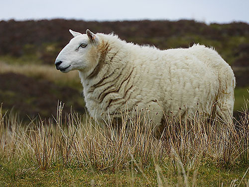 Sheep, Isle of Skye