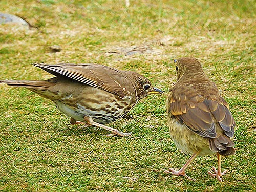 Scottish Birds, Isle of Skye