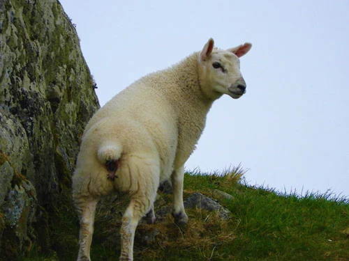 Lamb, Isle of Iona, Scotland