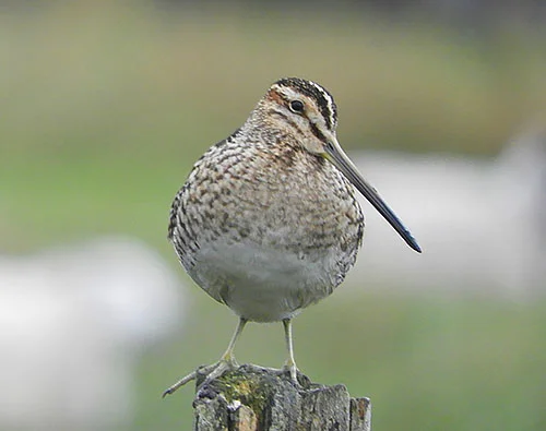 Snipe, Isle of Mull, Scotland