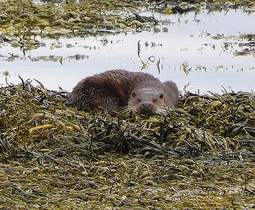 Otter, Isle of Mull