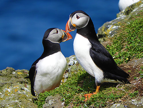 Puffins, Isle of Lunga, Scotland