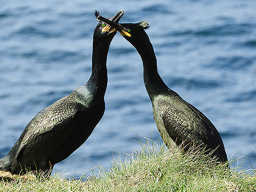 Shags Courting, Isle of Lunga, Scotland