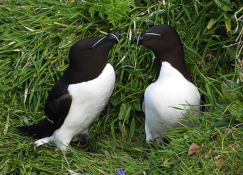 Razorbills, Isle of Lunga, Scotland