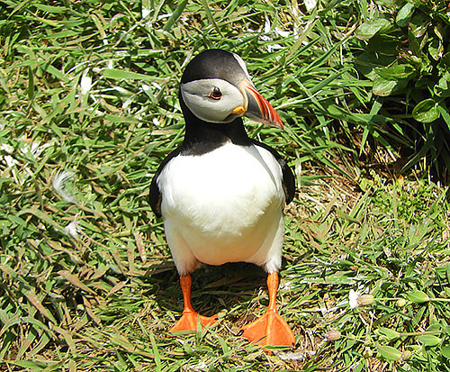 Puffin, Isle of Lunga, Scotland