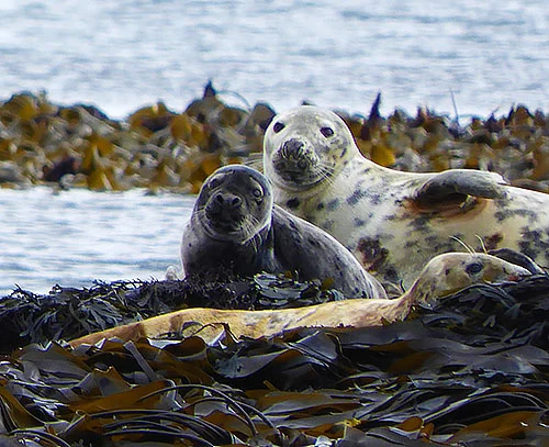 Seals, Isle of Lunga, Scotland