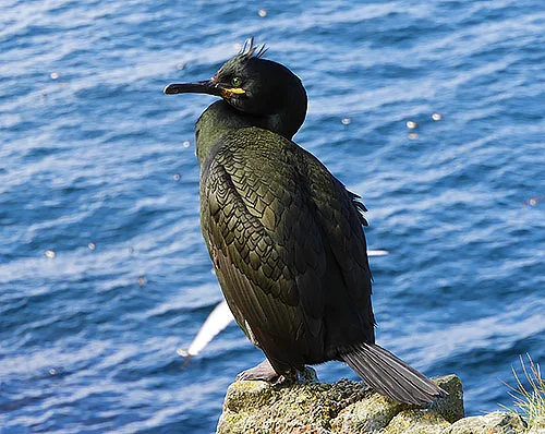 Shag, Isle of Lunga, Scotland