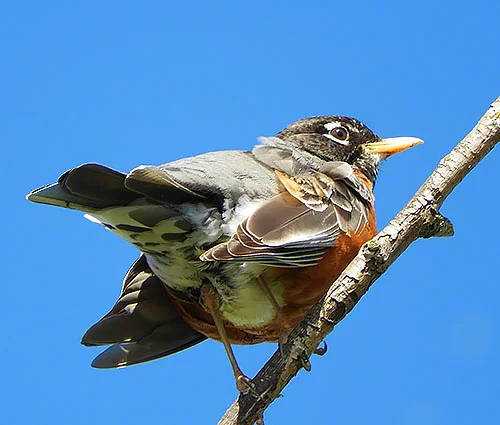 Robin, Ridgefield Wildlife Refuge