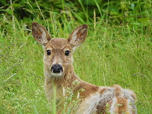 Surprised Deer, Kiwa Trail