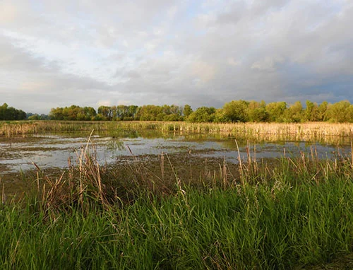 Wetlands, Ridgefield Wildlife Refuge