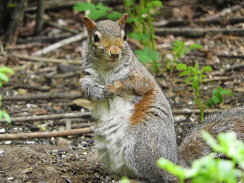 Squirrel, Lewisville Park