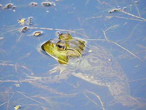 Frog, Kiwa Trail