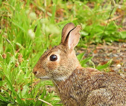 Rabbit, Ridgefield Wildlife Refuge