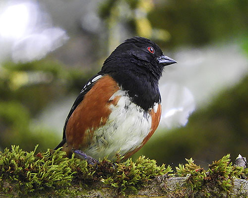 Towhee, Wildlife Botanical Garden