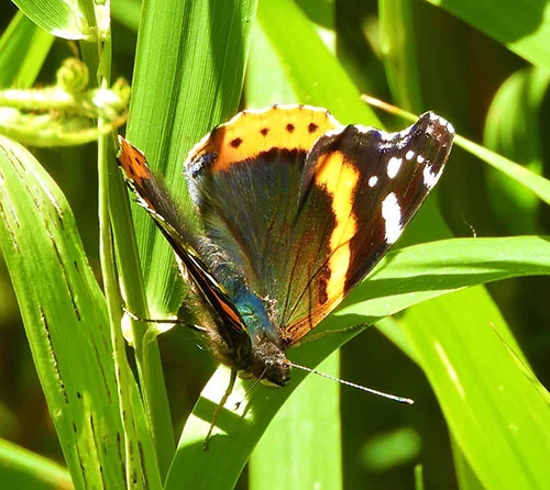 Admiral Butterfly, Steigerwald Wildlife Refuge