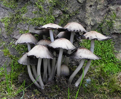 Mushrooms, Steigerwald Wildlife Refuge