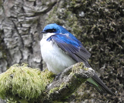 Tree Swallow, Kiwa Trail