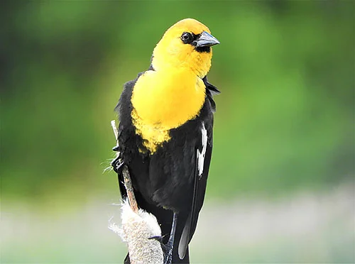 Yellow-Headed Blackbird, Kiwa Trail