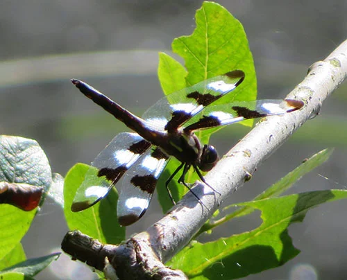 Dragonfly, Wildlife Botanical Garden